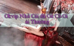 okvip  nhà cái đá gà có giải thưởng